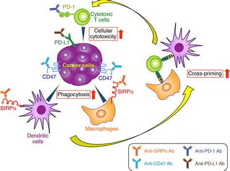 Cd47‐signal Regulatory Protein α Signaling System And Its Application To Cancer Immunotherapy