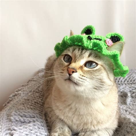 cat with frog hat | Cute little animals, Pretty cats, Baby cats