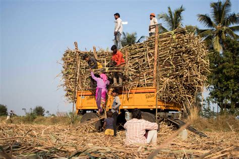 Covid And The Desperate Lives Of Indias Sugarcane Workers Toward