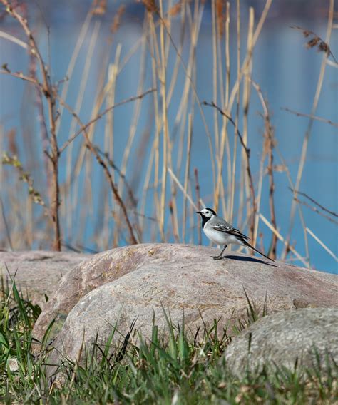 Wagtail Photos, Download The BEST Free Wagtail Stock Photos & HD Images