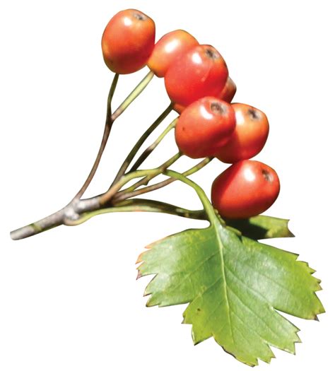 Hawthorn Flower Drawing | Free download on ClipArtMag