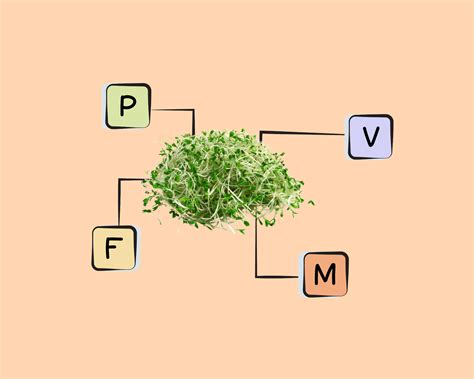 Alfalfa Sprout Nutrients