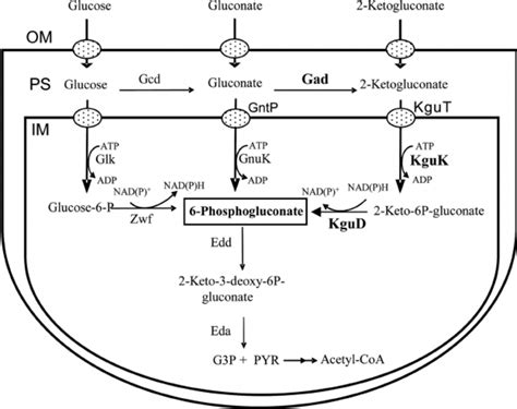 Summary Of Glucose Metabolism In P Putida Kt2440 As Deduced From