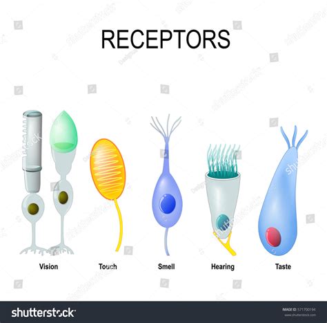 sensory receptor cells images stock  vectors shutterstock