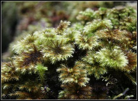 Umbrella Moss Hypnodendron Species Possibly Hypnodendron  Flickr