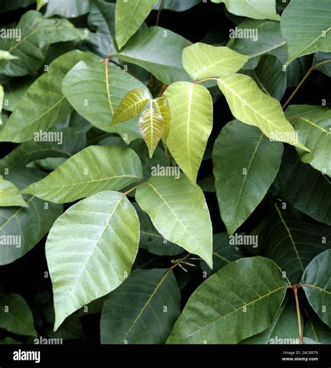 Poison Sumac Hi Res Stock Photography And Images Alamy