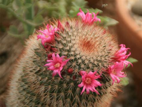 Mammillaria Spinosissima Red Headed Irishman World Of Succulents