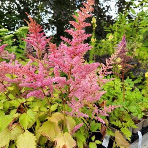 Due Skabiose Scabiosa Columbaria Pink Mist Xl Fuchsiahaven