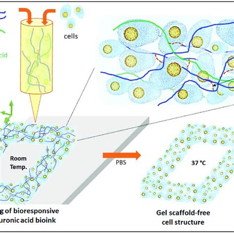 Scheme Of 3D Bioprinting With Bioresponsive Gelatin Hyaluronic Acid