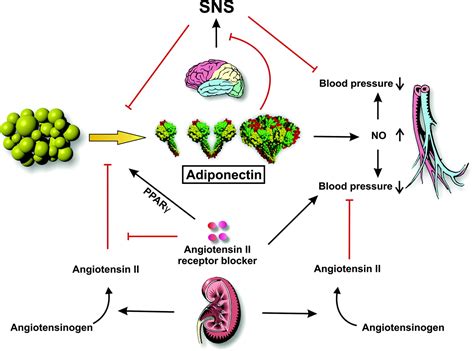 Adiponectin Cardiovascular Function And Hypertension Hypertension