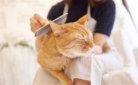 猫咪毛球症吃化毛膏来得及吗 猫吃化毛膏能化解毛球症吗 知乎