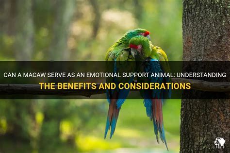 Can A Macaw Serve As An Emotional Support Animal Understanding The