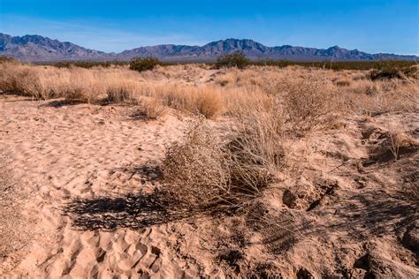 Desert Scrub Brush Grows In The Sand Near Kelso Dunes At The Mojave