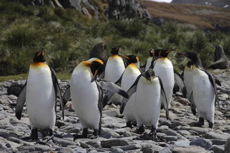 Apuntes Profesionales De Carlos Alberto Santostefano La Fauna GeografÍa Y Flora De Las Islas