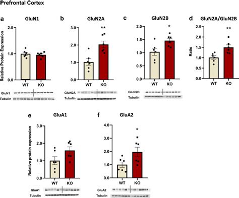 Glua1 Cell Signaling Technology Inc Bioz