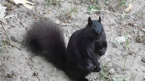 How Do Squirrels Stay Cool During A Hot Summer One Lazy Squirrel S Afternoon Squirrel S Diary