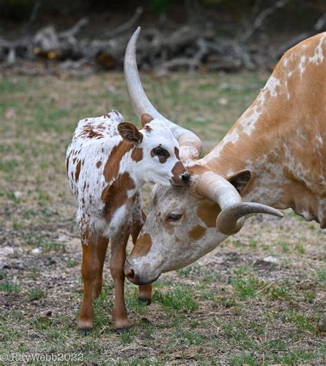 Long Horn Longhorn Cattle Sheep Breeds Texas Longhorns Bovine