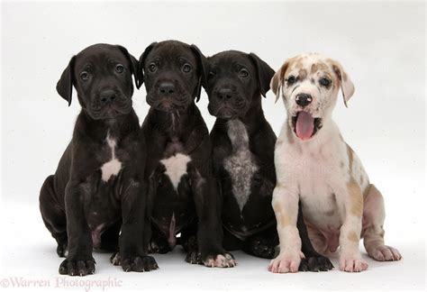 Dogs: Four Great Dane puppies sitting photo WP40152