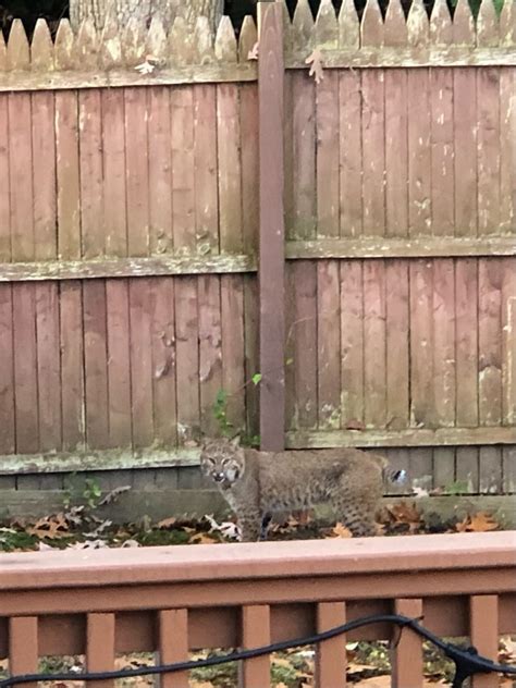 Bobcat Spotted In Springfield Backyard Wwlp