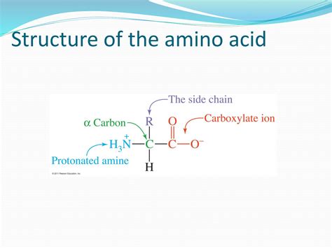 SOLUTION Amino Acids Complete Lecture Studypool