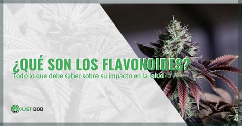 Qu Son Los Flavonoides Esencial Por La Salud Y Bienestar