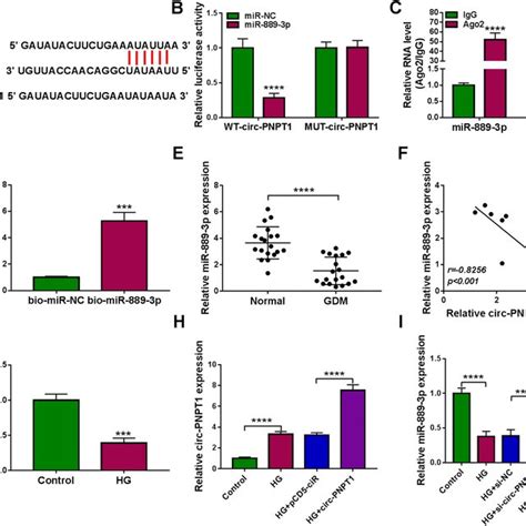 MiR 889 3p Is A Target Of Circ PNPT1 A The Potential Binding Site