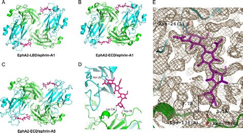 The Glycan Attached To Asn 26 Of A Class Ephrins Interacts With The