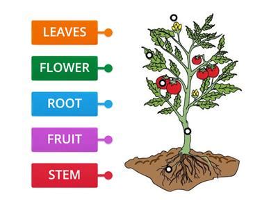 Parts Of Plant Recursos Did Cticos