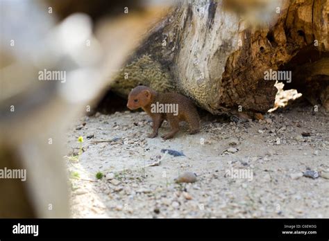 A baby mongoose Stock Photo - Alamy