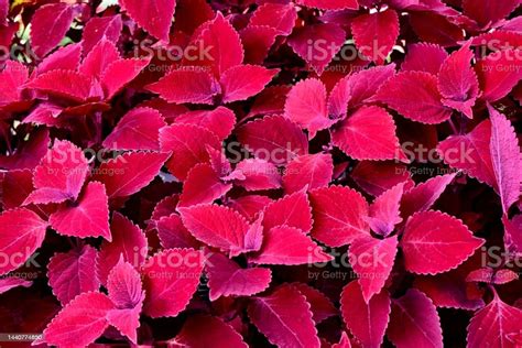 Closeup Of Coleus Main Street Beale Street Solenostemon Scutellarioides