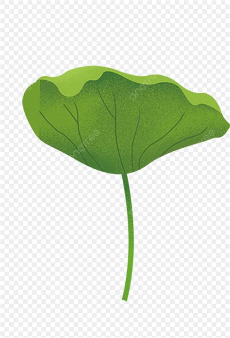 Planta Hoja De Loto Verde Ilustración PNG Verde Dibujada Una PNG y