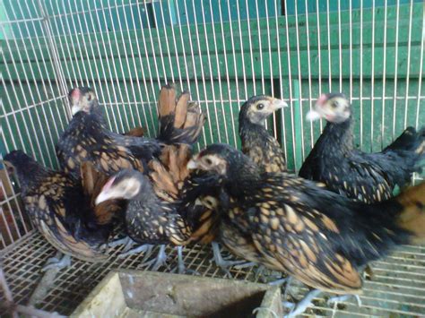 081390418867 Toko Jual Ayam Hias 089637822311 Ayam Hias Batik