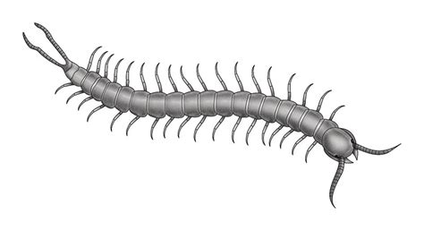 What Do Centipedes Look Like The Australian Museum