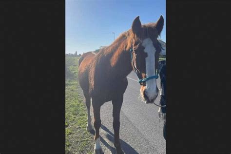 Pr S De Saint Malo La Solidarit Met Fin La Divagation D Un Cheval