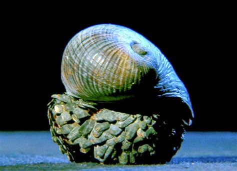 Scaly Foot Gastropod The Iron Snail Of The Indian Ocean