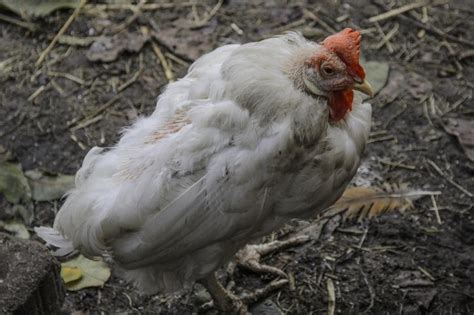 Common Chicken Diseases And Symptoms