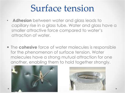 Cohesion And Adhesion Examples