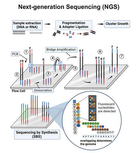 Next-generation Sequencing (Workflow) | BioRender Science Templates