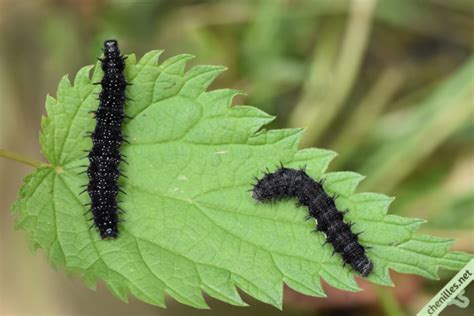 Le Paon Du Jour Aglais Io Les Chenilles De Nos Jardins