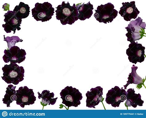 Violet Flower Frame Border With Copy Space For Your Text Stock Image