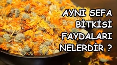 AYNI SEFA BİTKİSİNİN FAYDALARI NELERDİR YouTube