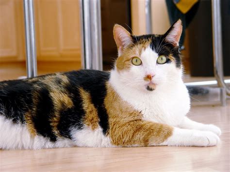 Calico Cats Genetics