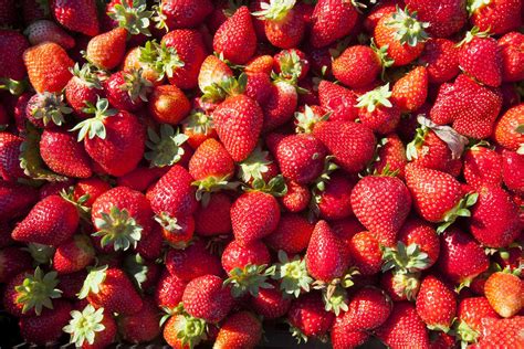 Les Baies De La Région La Fraise De Huelva Et Le Fresón De Palos Site Officiel De