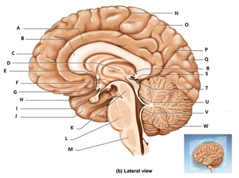 Anatomy Brain Quizlet Anatomical Charts And Posters