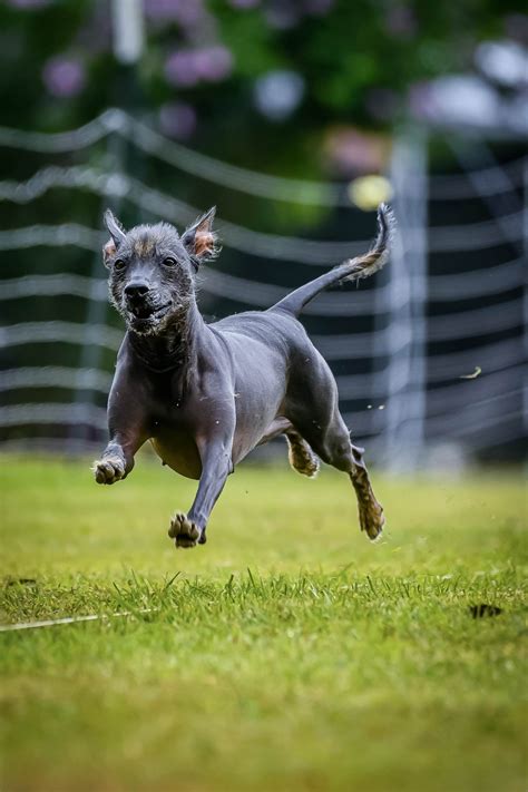 Xoloitzcuintli Xolo Puppies For Sale Akc Puppyfinder