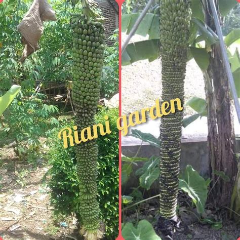 Jual Okulasi Tanaman Bibit Buah Pisang Seribu Kw Asli Shopee Indonesia