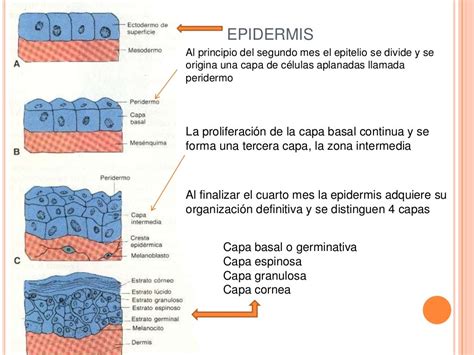 Sistema Tegumentario