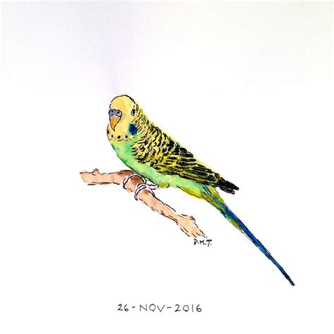 Parakeet Drawing Parakeet Watercolor Bird Drawings