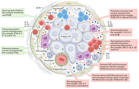 Frontiers Serum Cytokine Levels For Predicting Immune Related Adverse