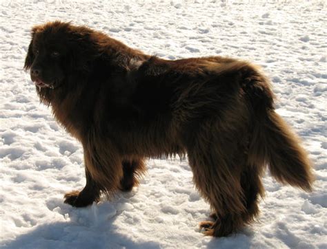 Brown Newfoundland Dog by Amber-jo on deviantART